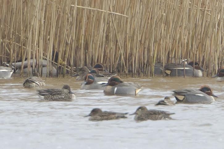 Amerikaanse Wintertaling man, Lauwersmeer (Gr.), 8 febr. 2015. - foto: Remco Jousma