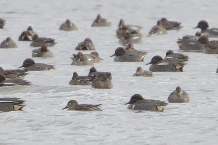 Amerikaanse Wintertaling man, Lauwersmeer, 8 febr. 2015. - foto: Remco Jousma