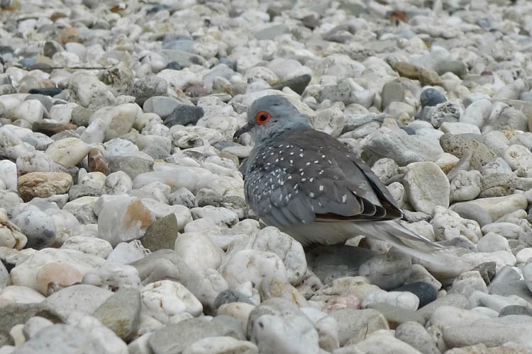 Uiteraard ontsnapt uit een kooi of volière. | Diamantduif, Ooij (Gld), 24 juli 2010. - foto: Harvey van Diek