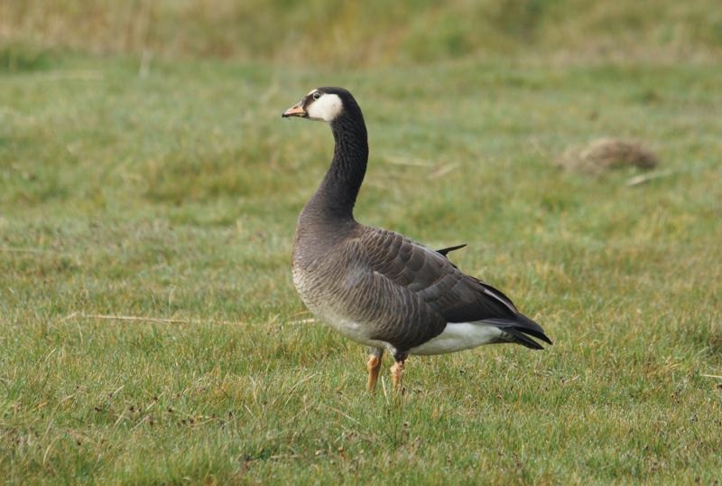 Brandgans X Grauwe Gans, Texel, 31 maart 2014. - foto: Adriaan Dijksen