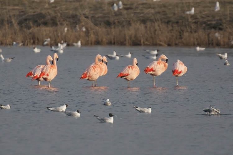 Chileense Flamingo, Zwillbrocker Ven, Dld, 12 maart 2011. - foto: Harvey van Diek