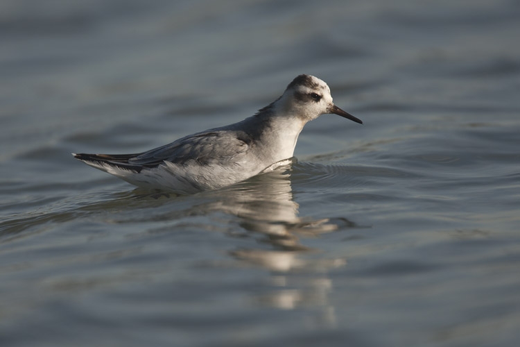 Rosse franjepoot, winterkleed, Maasvlakte 17 jan 2012. - foto: Harvey van Diek