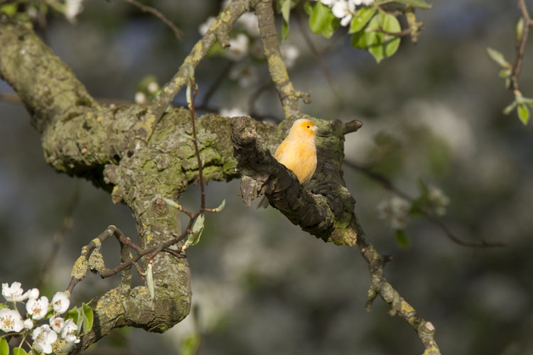 Gele Kanarie, maar ze komen in allerlei kleurvarianten voor, Ooijpolder, Nijmegen, 6 april 2014. - foto: Harvey van Diek