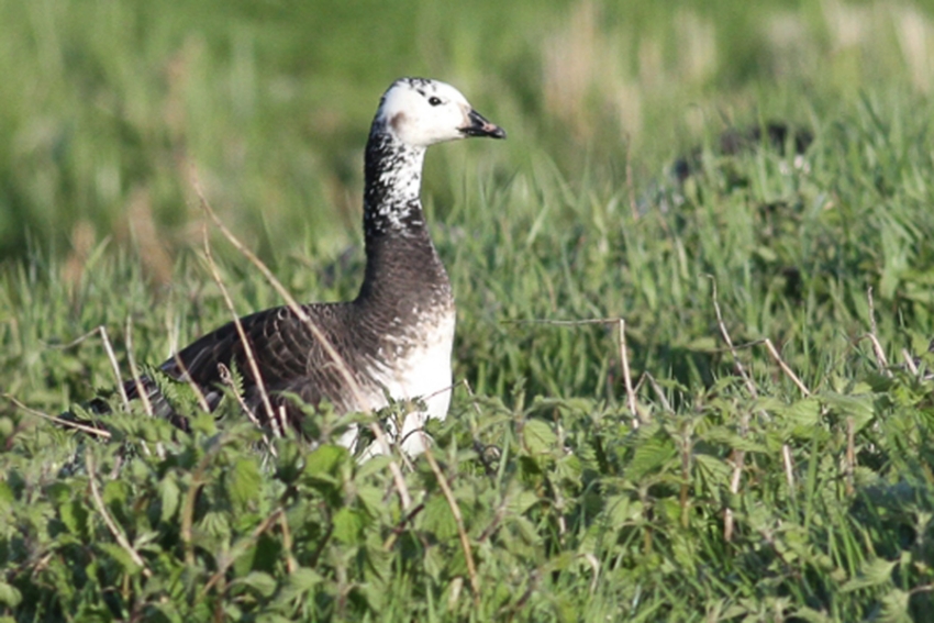 Brandgans x Sneeuwgans, Voorschoten, 28 april 2016. - foto: Wouter van der Ham