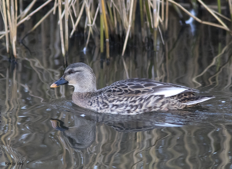 Indische Vlekbekeend, Amsterdam, NH, 30 dec. 2014. - foto: Roely Bos | Waarneming.nl