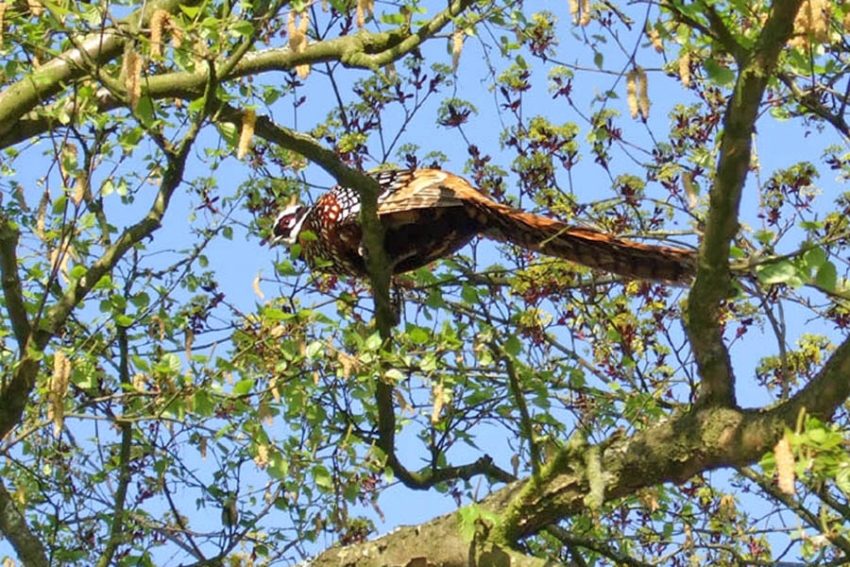 Koningsfazant man, Siddeburen, 17 april 2009. - foto: Willem Wind