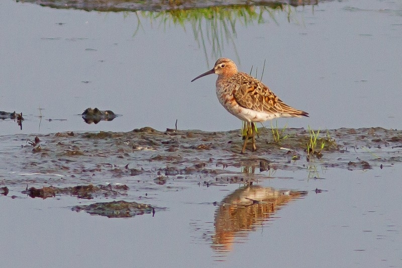 Krombekstrandloper in zomerkleed, Nijkerk, 26 mei 2016. - foto: Rob Dekker