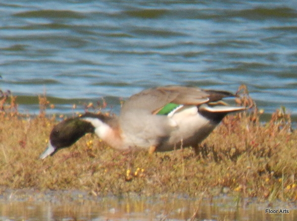 Wilde Eend x Pijlstaart, Westkapelle, 20 sept. 2015. - foto: Floor Arts