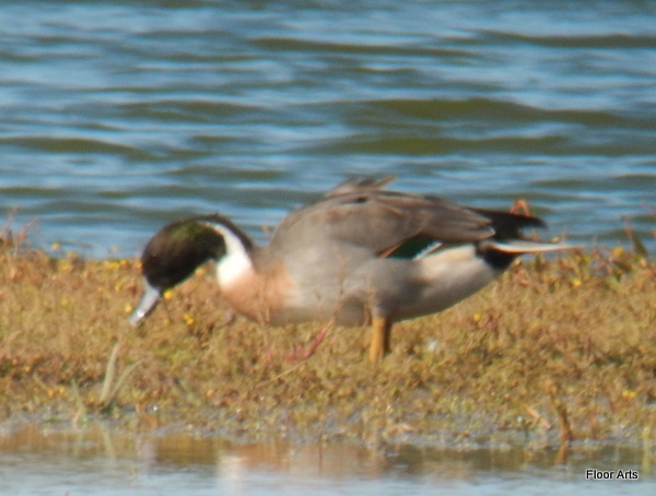 Wilde Eend x Pijlstaart, Westkapelle, 20 sept. 2015. - foto: Floor Arts