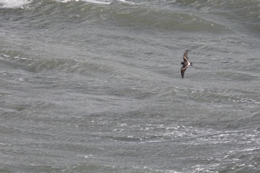 Vaal Stormvogeltje, Maasvlakte, 22 okt. 2014. - foto: M. Dijksterhuis