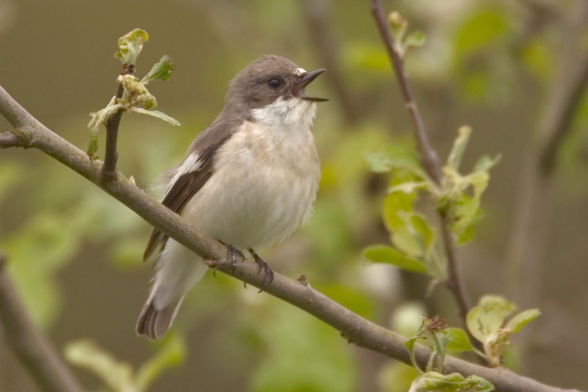 Ongepaarde vogel zingt soms wekenlang en gedurende een groot deel van de dag. Uffelte, mei 2006. - foto: Harvey van Diek