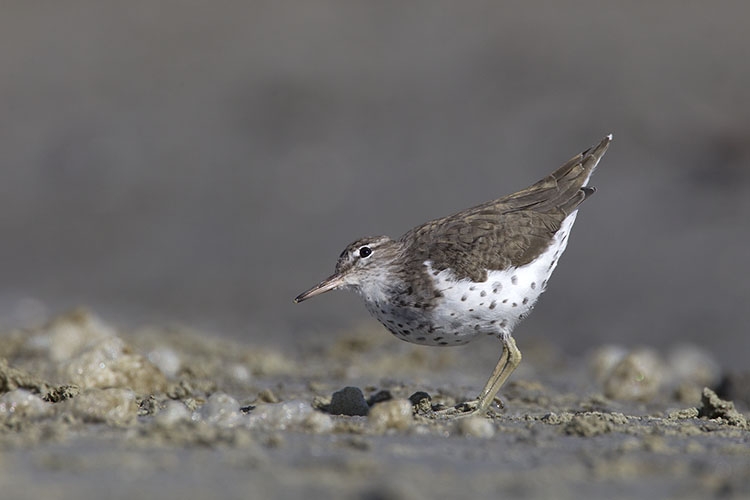 Amerikaanse Oeverloper (aanvaard door CDNA als vierde geval voor NL), Medemblik NH, 20 april 2015. - foto: Harvey van Diek