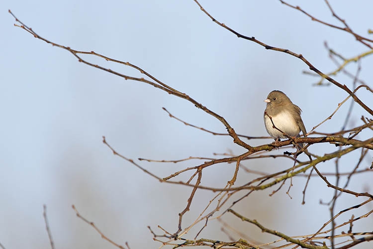 Grijze Junco (door CDNA aanvaard als 2e geval voor NL), Beijum Gr., 5 febr. 2015. - foto: Harvey van Diek