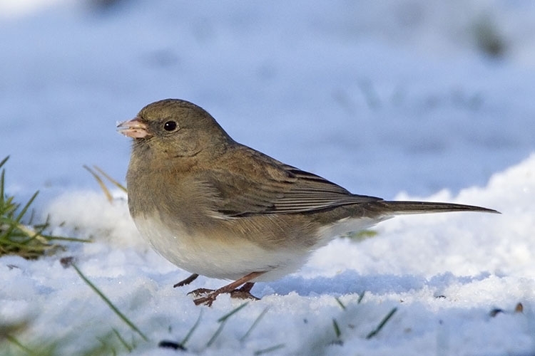 Grijze Junco (door CDNA aanvaard als 2e geval voor NL), Beijum Gr., 5 febr. 2015. - foto: Harvey van Diek