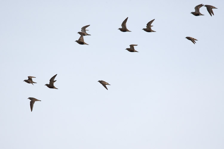 Een leuke groep van 12 Morinelplevieren vliegt over, Slufterweg Texel, 6 mei 2011. - foto: Harvey van Diek