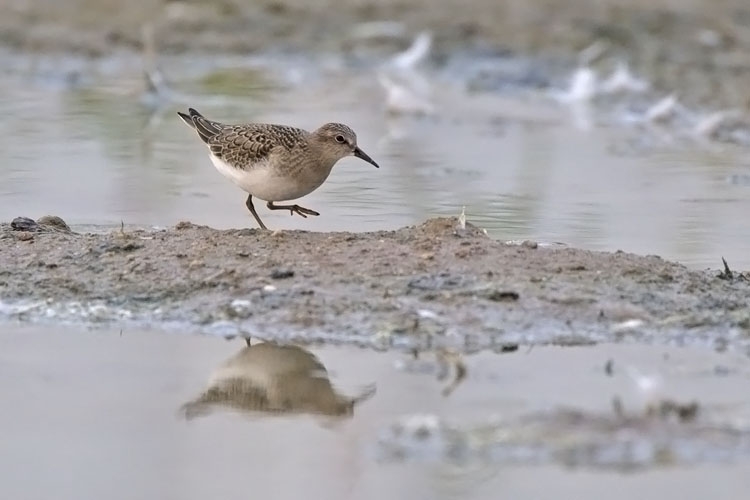 Temmincks Strandloper, Bergerden Gld, 2 sept 2014. - foto: Harvey van Diek