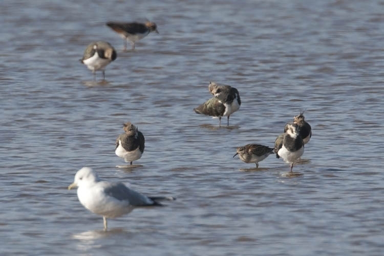 Gestreepte Strandloper (tussen Kieviten), Texel, 30 sept. 2011. - foto: Harvey van Diek