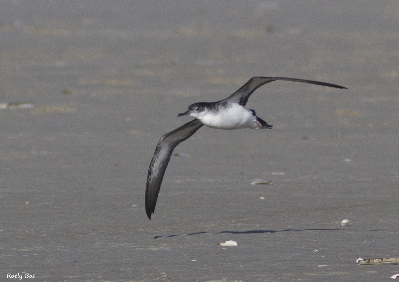 Noordse Pijlstormvogel zoals je hem zelden tot nooit zult zien, Kennemerstrand NH, 30 okt. 2010. - foto: Roely Bos - waarneming.nl