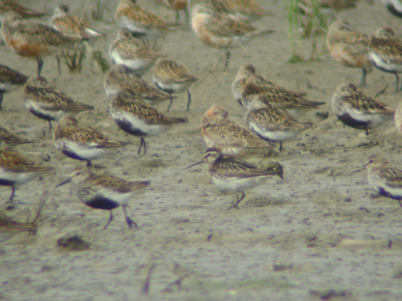 Breedbekstrandloper in gemengde groep met Bonte Strandlopers en Krombekstrandlopers (nog deels in zomerkleed), Zwarte Haan Fr, 6 aug. 2008. - foto: Luuk Punt | Waarneming.nl