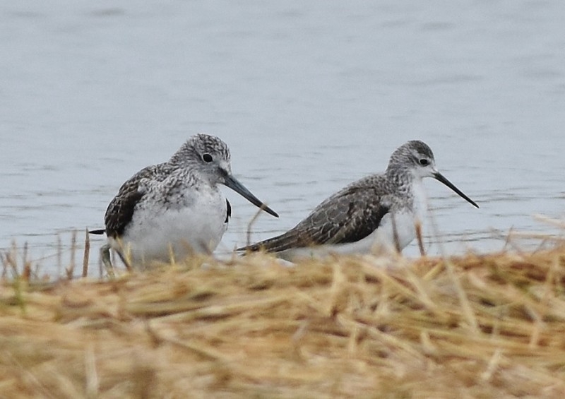 Poelruiter (r) naast een Groenpootruiter, Den Helder NH, 24 aug. 2016. - foto: Conny en Peter Das - waarneming.nl