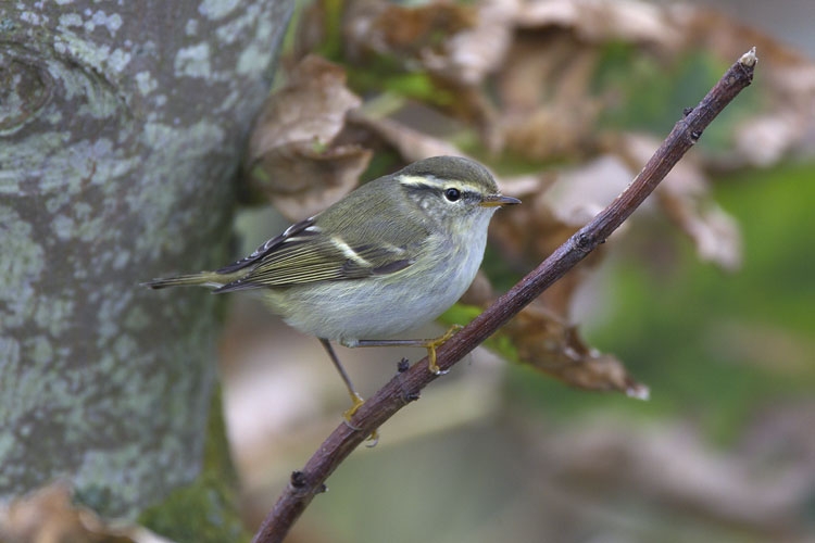 Bladkoning, Texel, NH, 11 okt. 2014. - foto: Harvey van Diek