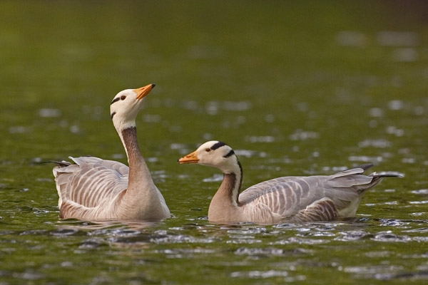 Indische Gans, paar, Broekhuizenbos, Leersum, 13 mei 2005. - foto: Harvey van Diek