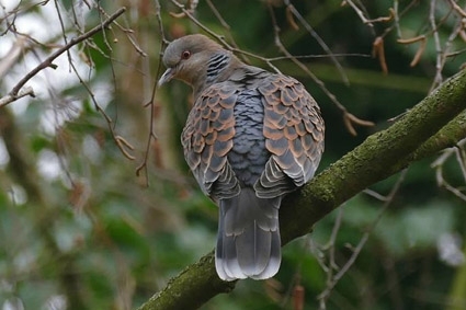 Oosterse Tortel, Vlaardingen, ZH, 6 jan 2015 - foto: Ria en Sjaak | Waarneming.nl