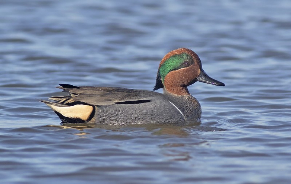 Man Amerikaanse Wintertaling, Westdorpe, Zl, 27 maart 2017 Kenmerkend is het witte verticale streepje op de flank. - foto: Corstiaan Beeke | Waarneming.nl