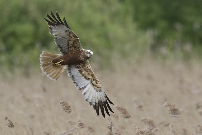 Laag boven rietveld vliegende man, vermoedelijk broedvogel ter plaatse of in de nabije omgeving. Zouweboezem, april 2007. - foto: Harvey van Diek