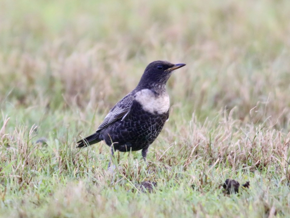 Beflijster, man, Texel, NH, 11 okt. 2020. - foto: Rob Zakee | Waarneming.nl