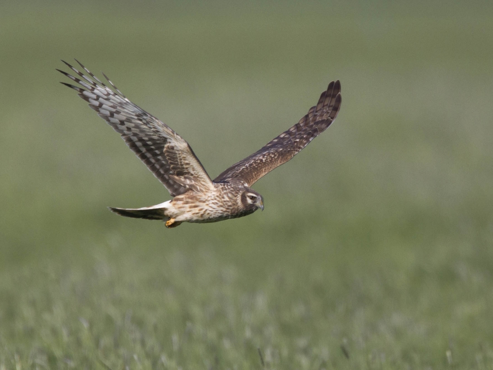 Vrouwtje Blauwe Kiekendief jagend, witte stuit net zichtbaar, Elburg, Gld, 10 april 2019. - foto: Harvey van Diek