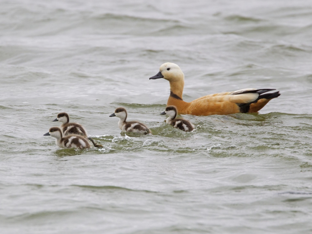 De Casarca broedt tegenwoordig in ons land. Weurt, Gld, 30 mei 2019. - foto: Harvey van Diek