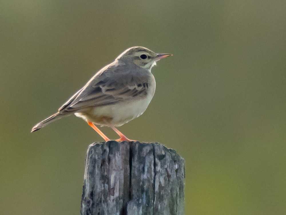 Als broedvogel inmiddels uitgestorven in ons land, op trek (gelukkig) nog wel te zien. Chaam, NB, 6 sept. 2020. - foto: Ria Lambregts | Waarneming.nl