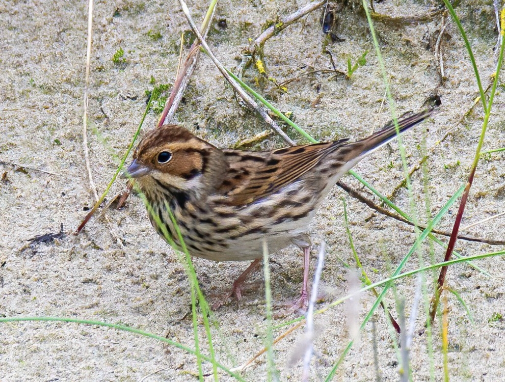 Geen broedvogel in ons land. Als schaarse doortrekker en wintergast soms langs de kust waar te nemen. Hondsbossche Zeewering, NH, 28 sept. 2020. - foto: Martijn Horst | Waarneming.nl