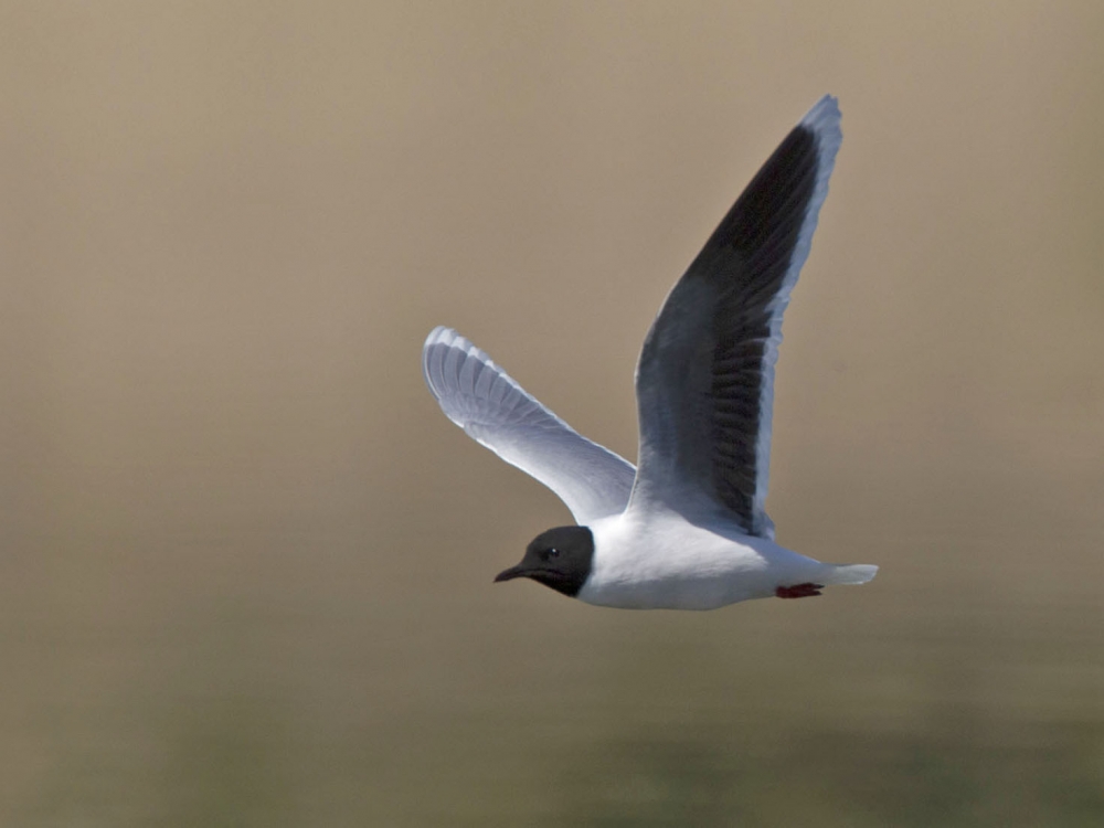 Zomerkleed Dwergmeeuw, Millingerwaard, Gld, 26 april 2020. - foto: Harvey van Diek