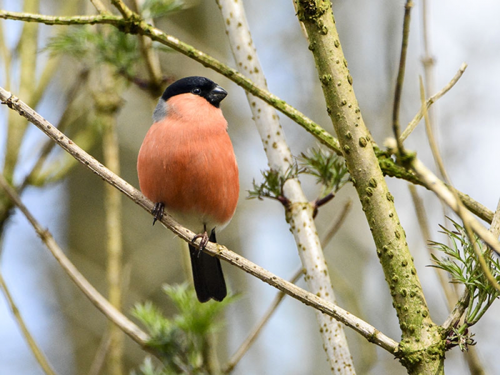 Goudvink mannetje, Vledder, Dr, 8 april 2016. - foto: Theo Verstrael