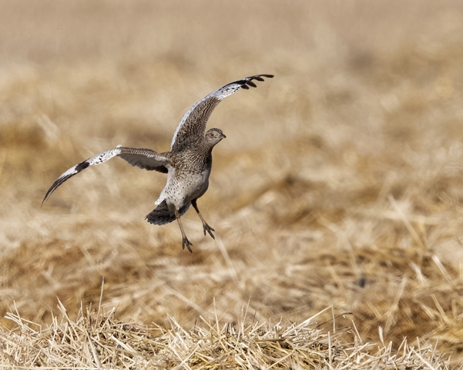 Meestal schuw en onopvallend. Zo fraai zie je ze dan ook zelden. De Zilk, ZH, 26 febr. 2019. - foto: Siebe Wiersma | Waarneming.nl