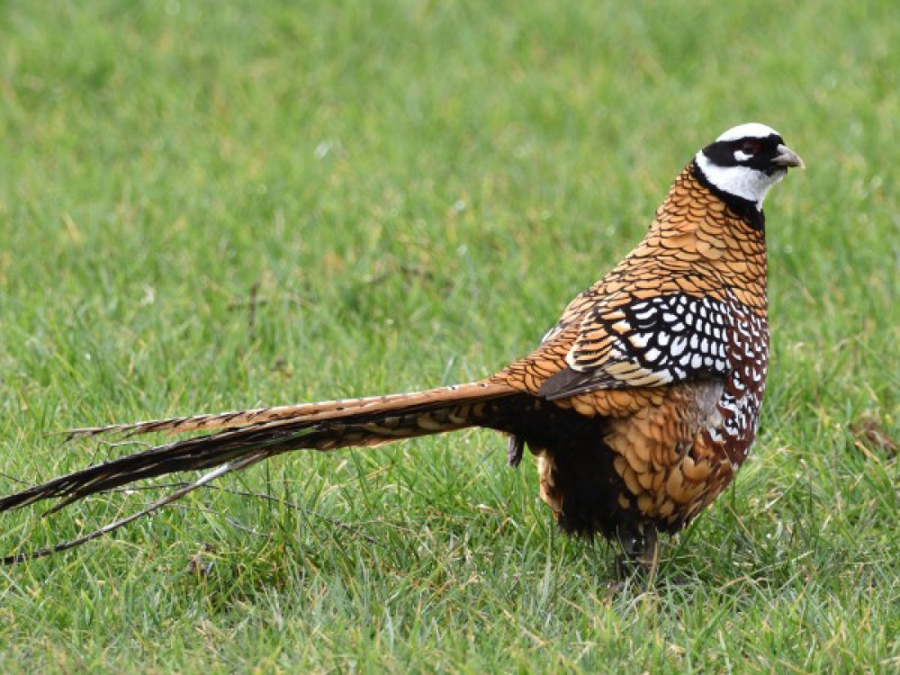 Mannetje, Zijderveld, Utr. 11 febr. 2018. - foto: Hans Oorthuijs | Waarneming.nl