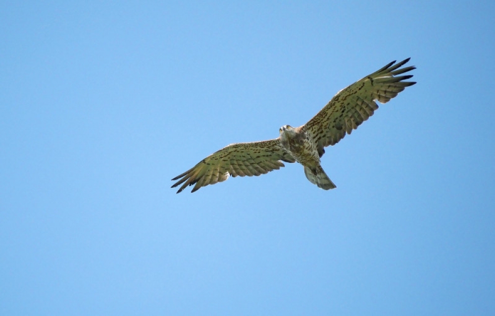 Op slangenrijke plekken de laatste jaren (bijna) een vaste zomergast, Drents-Friese Wold, Dr, 11 aug. 2020. - foto: Hans Dekker | Waarneming.nl