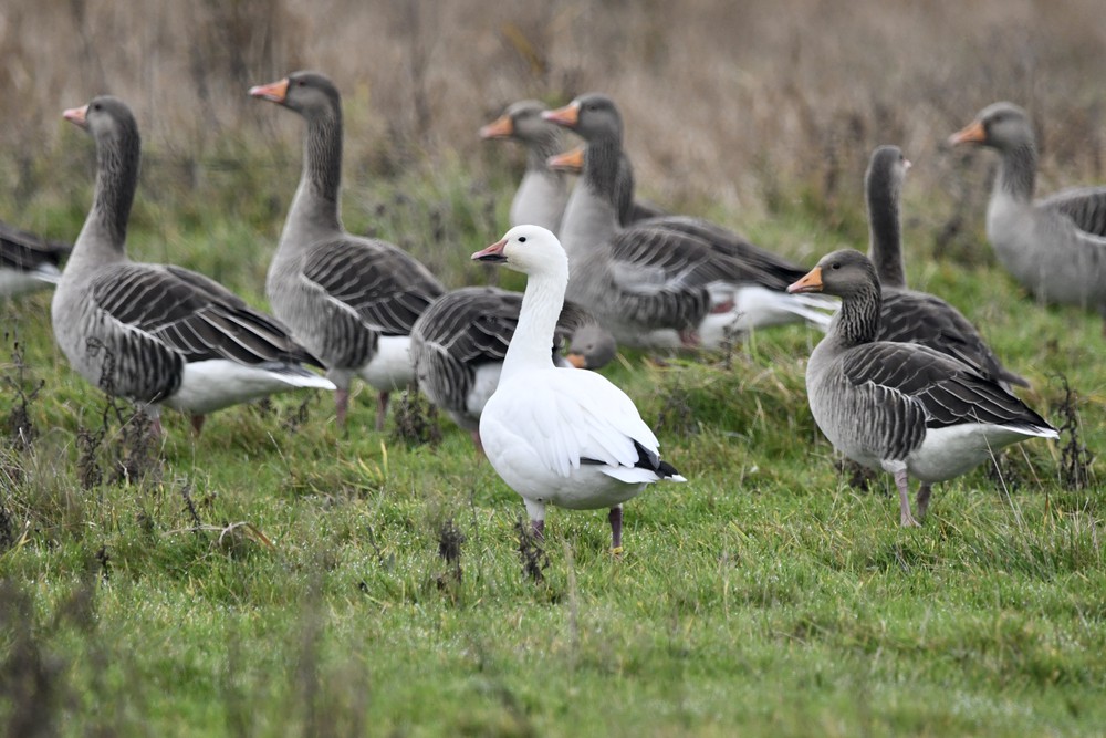 Witte vorm tussen Grauwe Ganzen, Ouddorp, ZH, 27 nov. 2020. - foto: Roy Beukers | Waarneming.nl