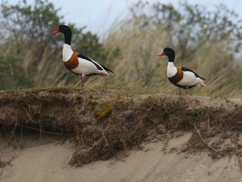 Alert paar in broedbiotoop. Terschelling, mei 2008. - foto: Harvey van Diek