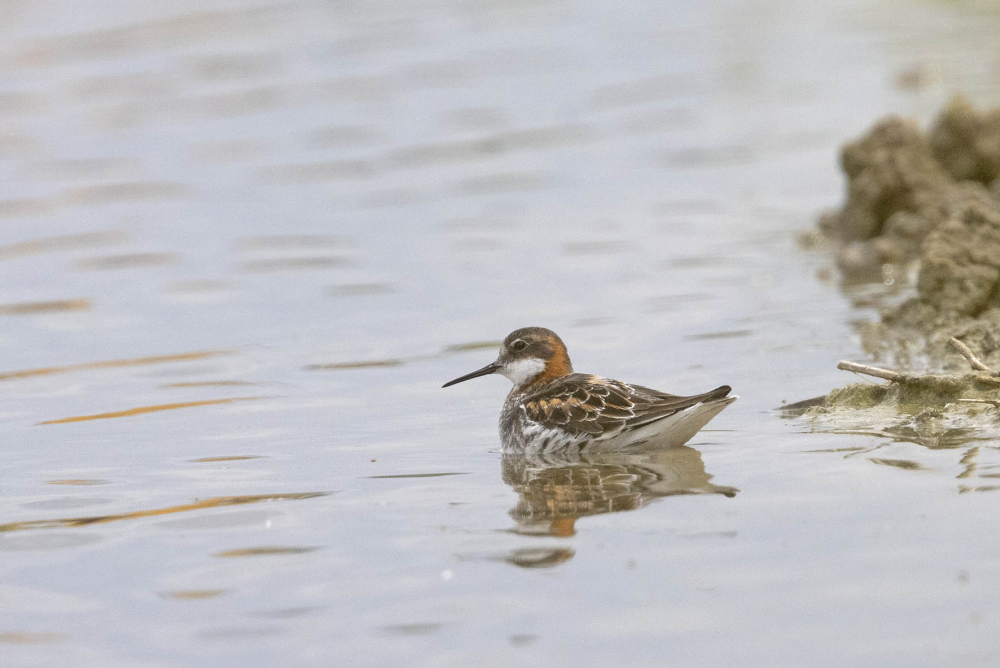 Een man Grauwe Franjepoot in zomerkleed is best bijzonder in ons land, zeker in het binnenland. | Violenberg, Milsbeek, Lim, 24 mei 2023. - foto: Harvey van Diek