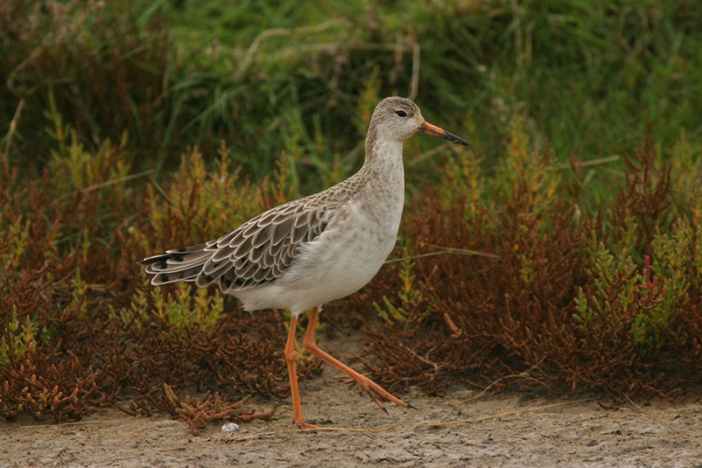 Jonge vogel te herkennen aan de lichte veerranden. Terschelling, Fr, 13 sept. 2005. - foto: Harvey van Diek