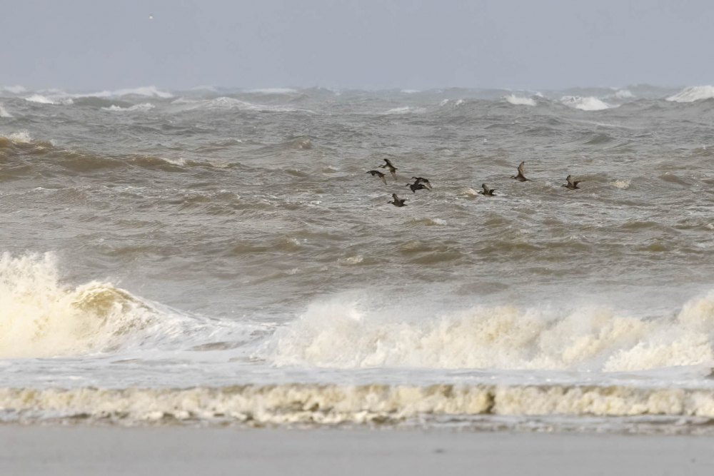 Ook van relatief grote afstand vallen de lichte wangen van jonge (of vrouwtjes) Zwarte Zee-eenden best goed op. | Texel, NH, 29 okt. 2023. - foto: Harvey van Diek