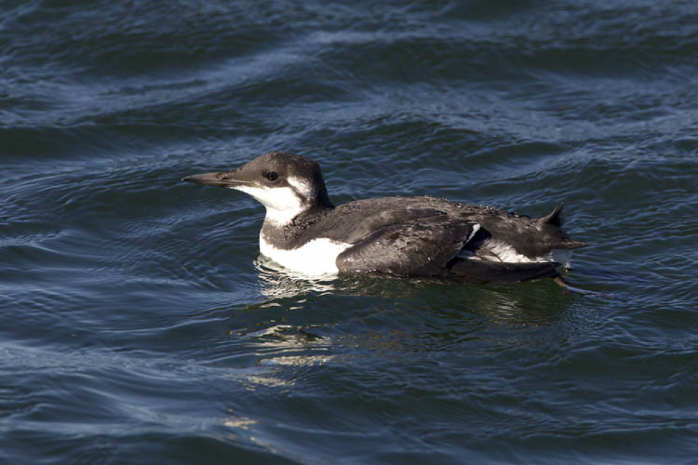 Een echte zeevogel die zelden tot nooit ver in het binnenland gezien wordt. | IJmuiden, NH, 28 sept. 2013. - foto: Harvey van Diek