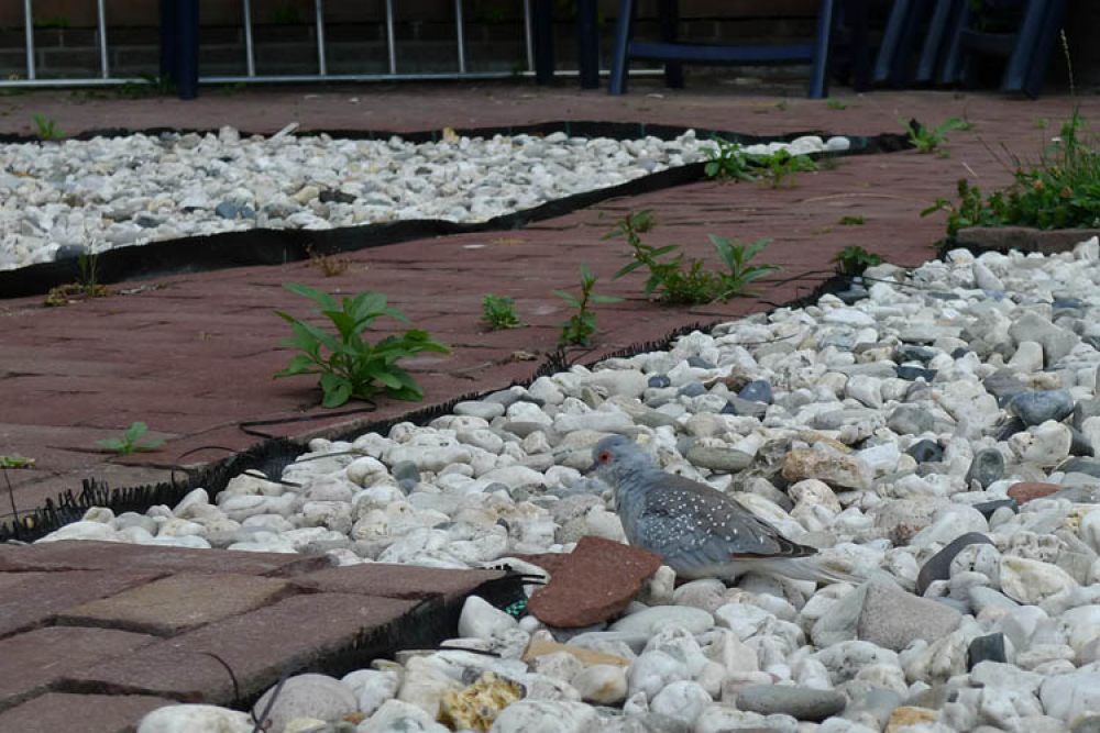 Uiteraard ontsnapt uit een kooi of volière. Let op hoe klein ze eigenlijk zijn. | Diamantduif, Ooij (Gld), 24 juli 2010. - foto: Harvey van Diek