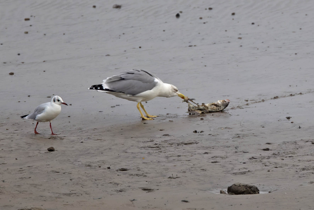 Forse snavel, licht oog, donkergele poten en een grijze rug zijn belangrijke kenmerken voor een (adulte) Geelpootmeeuw. | Erlecomse Waard, Ooijpolder, Gld, 3 okt 2014. - foto: Harvey van Diek