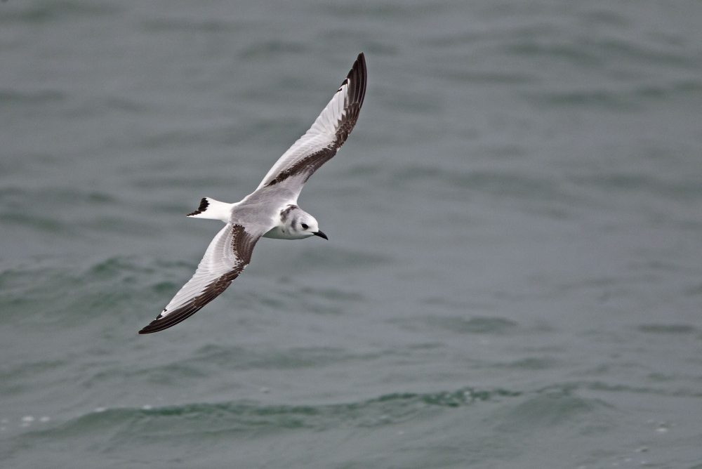 Juveniele (jonge) Drieteenmeeuw. Neeltje Jans, ZL, 23 okt. 2015. - foto: Harvey van Diek