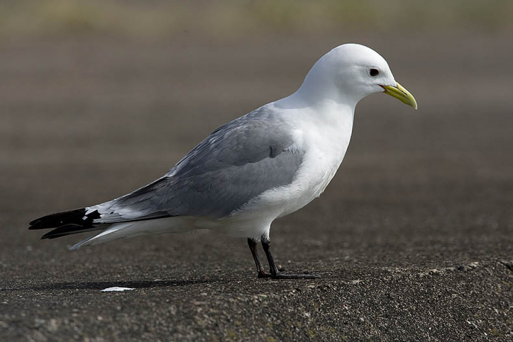 Zomerkleed Drieteenmeeuw. Helgoland, Dld, 30 mei 2018. - foto: Harvey van Diek