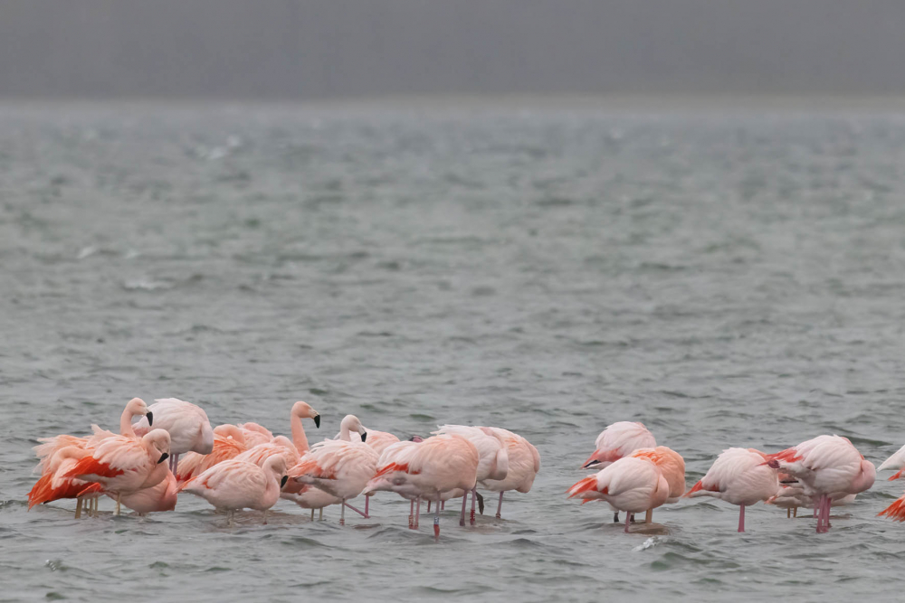 Overwinterende groep Chileense Flamingo's samen met enkele Europese Flamingo's en hybriden. | Battenoord, ZH, 3 feb. 2024. - foto: Harvey van Diek